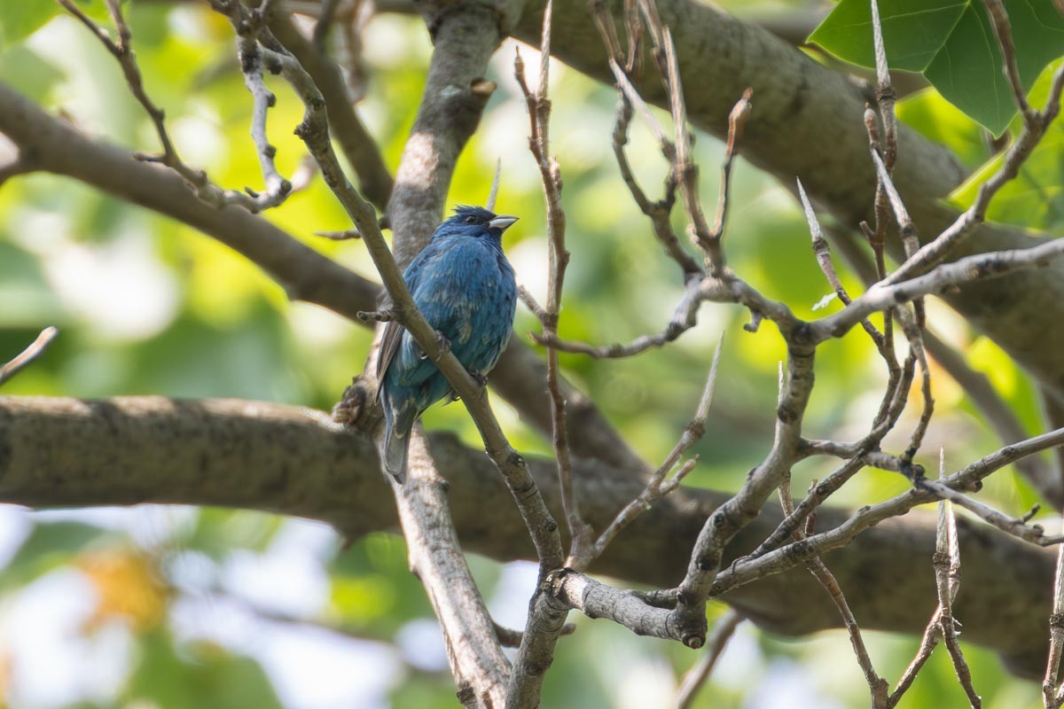 Indigo Bunting - ML572821011