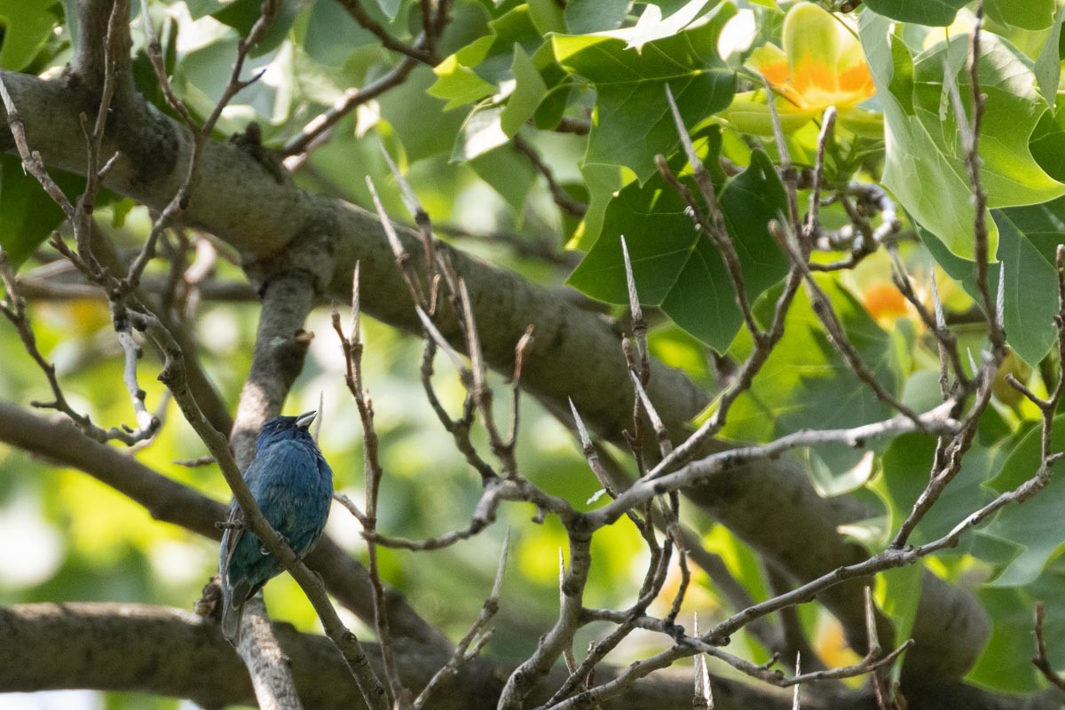 Indigo Bunting - ML572821021