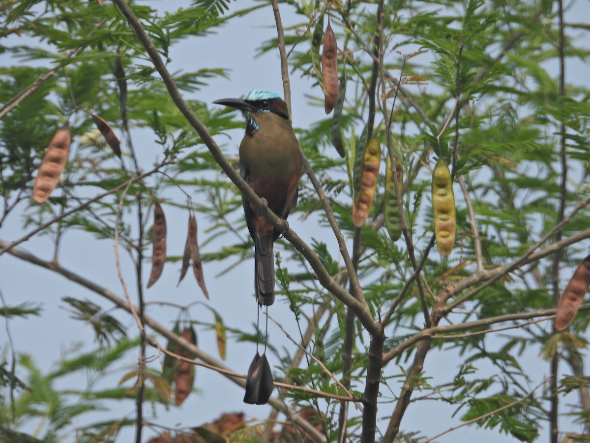 Turquoise-browed Motmot - ML572821091