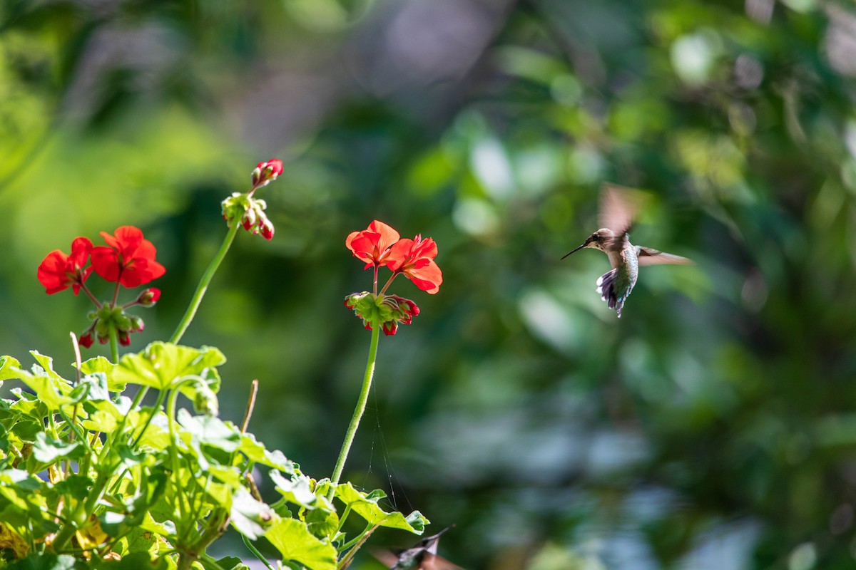 Ruby-throated Hummingbird - Anthony Rafiq