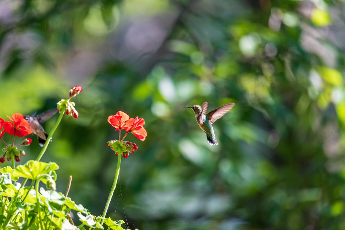 Ruby-throated Hummingbird - Anthony Rafiq