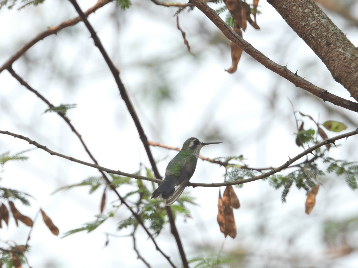 Canivet's Emerald - ML572822861