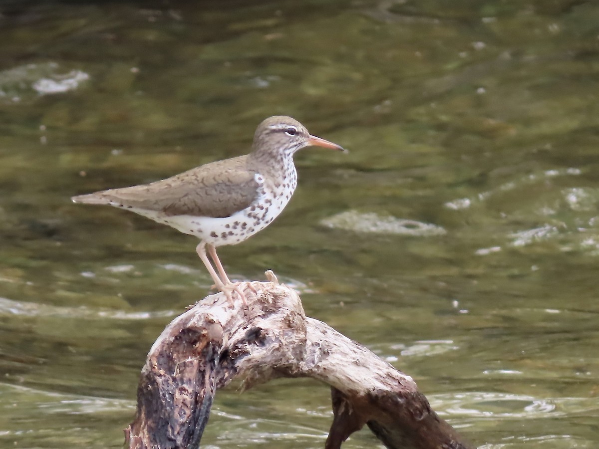 Spotted Sandpiper - Marjorie Watson