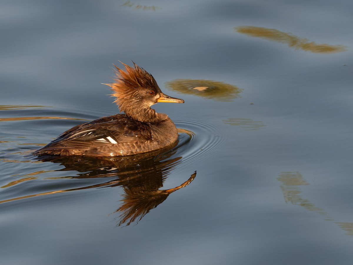 Hooded Merganser - Alan Van Norman