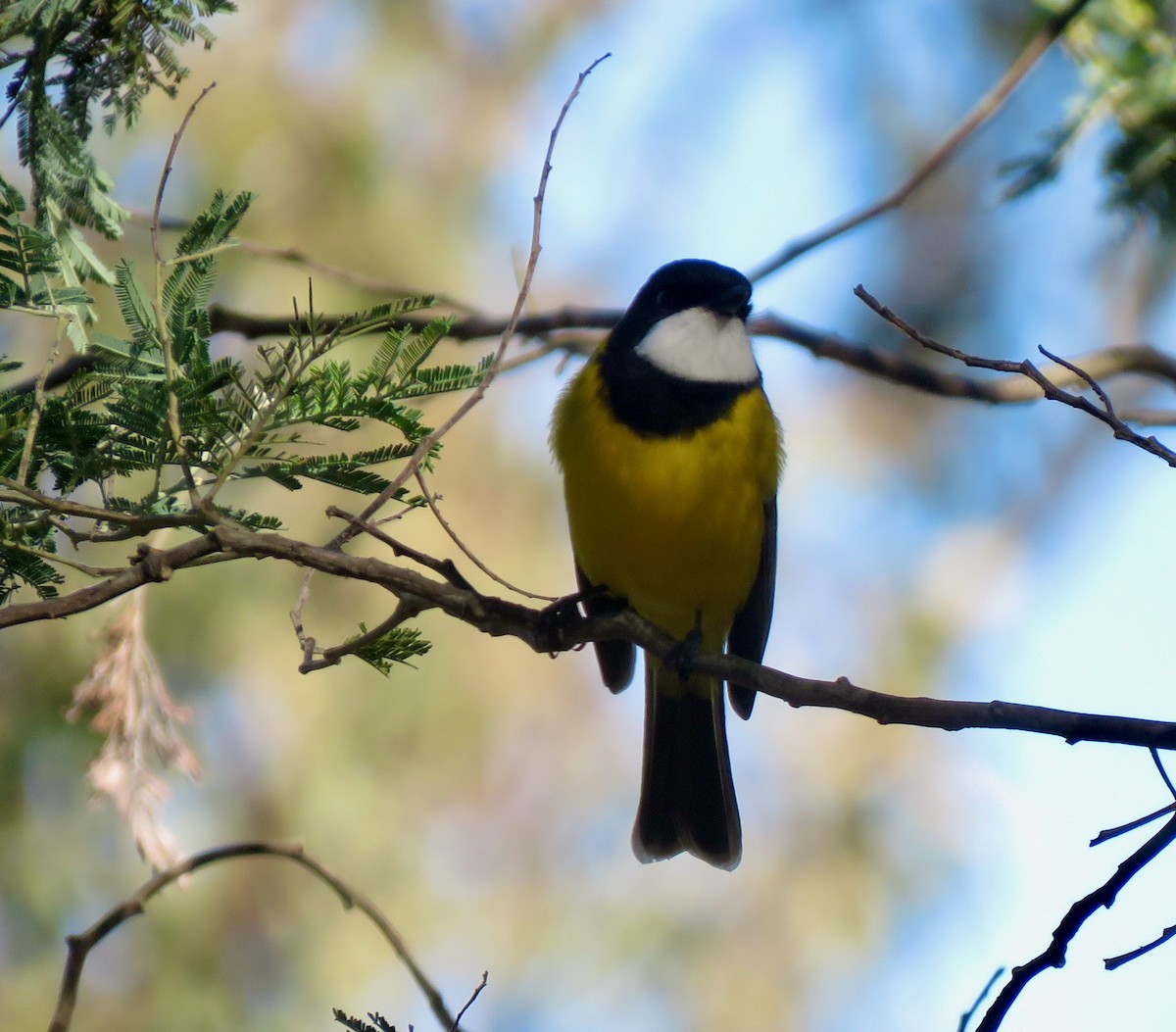 Golden Whistler - ML572823361