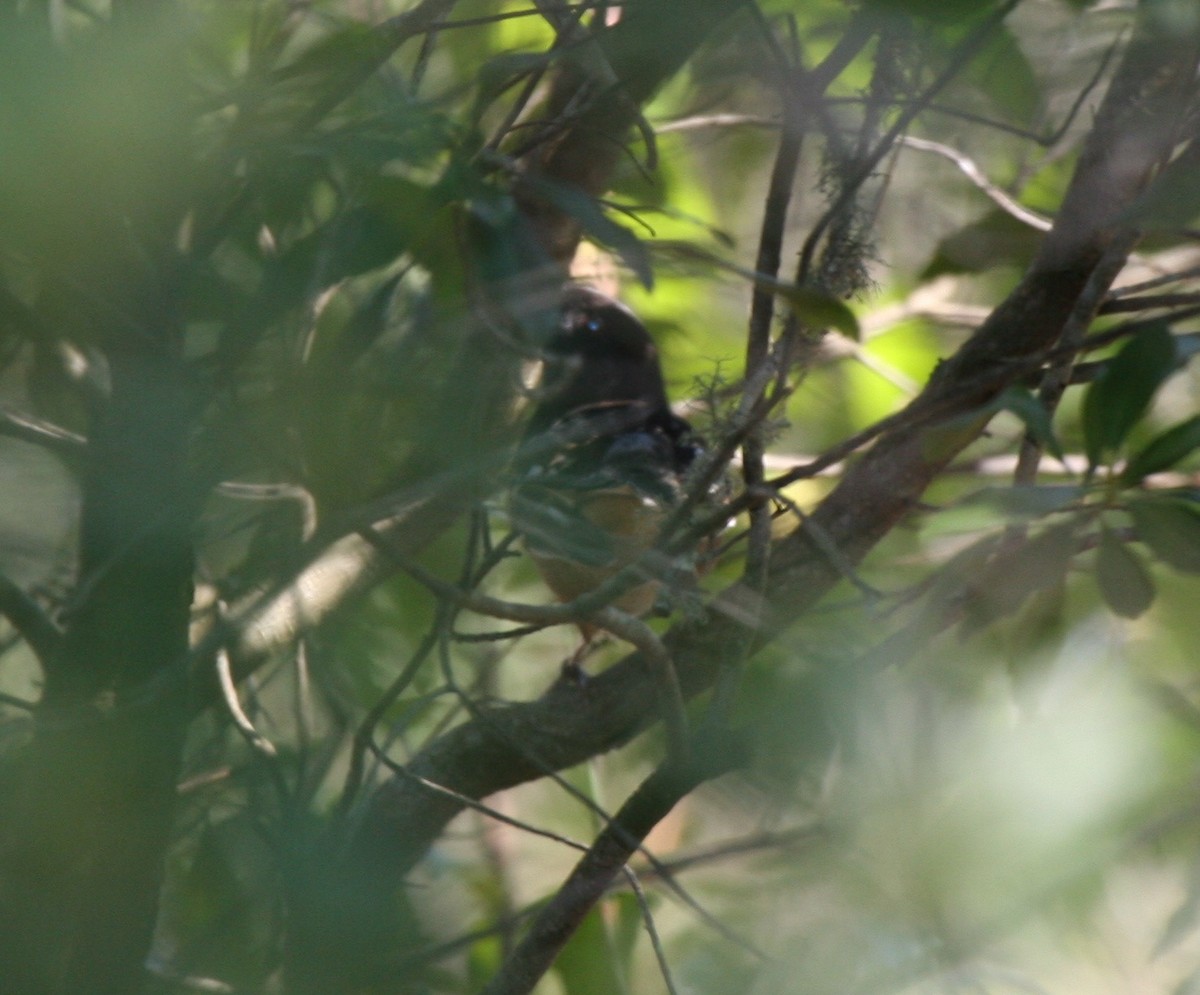 Spotted Towhee - ML572824221