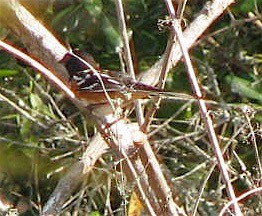 Spotted Towhee - ML572824321