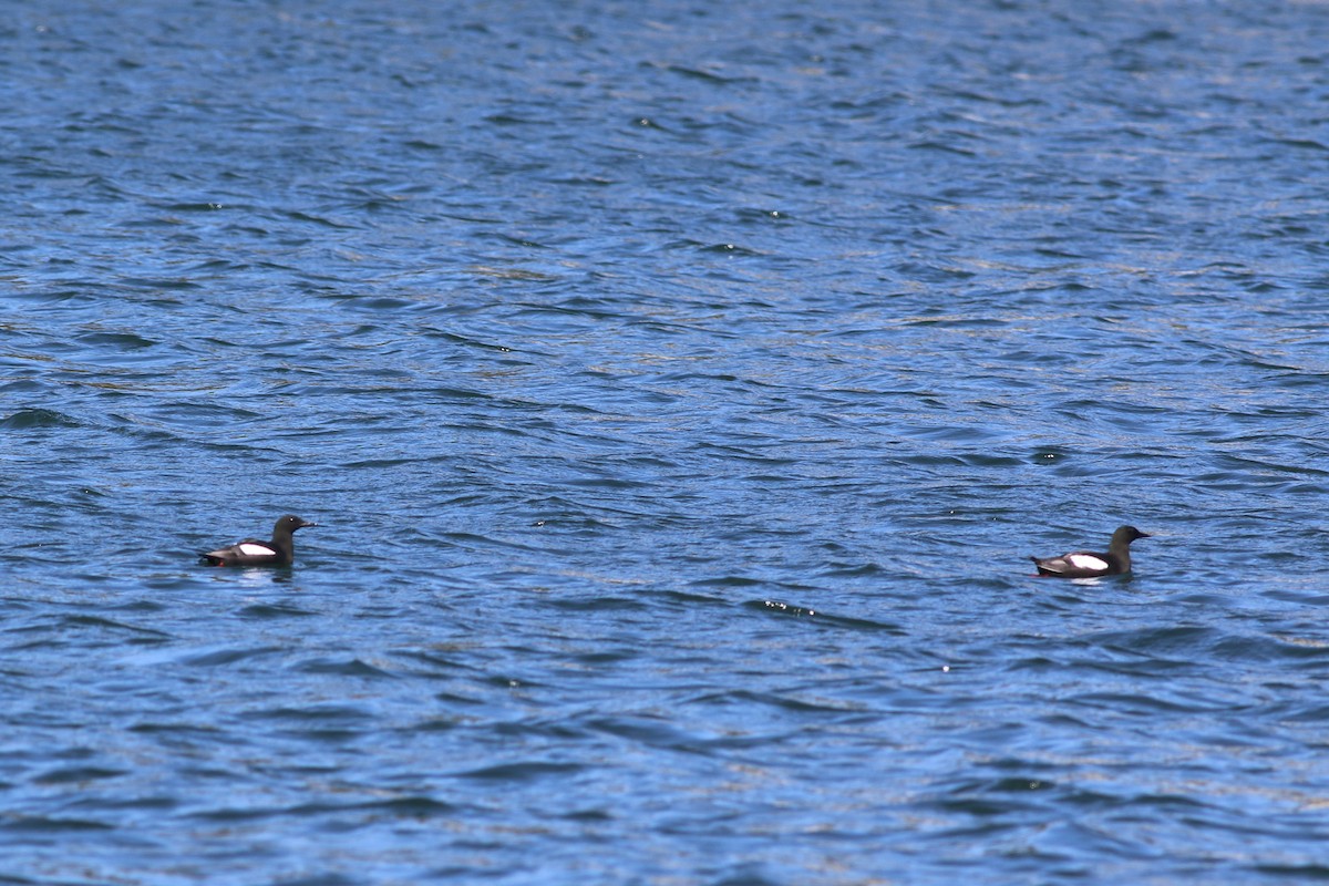 Black Guillemot - Lily Morello