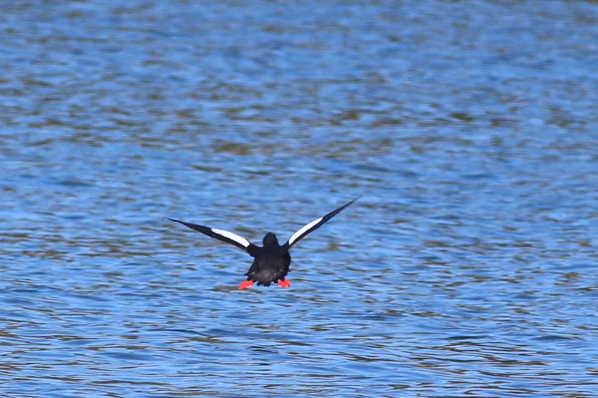 Black Guillemot - Lily Morello