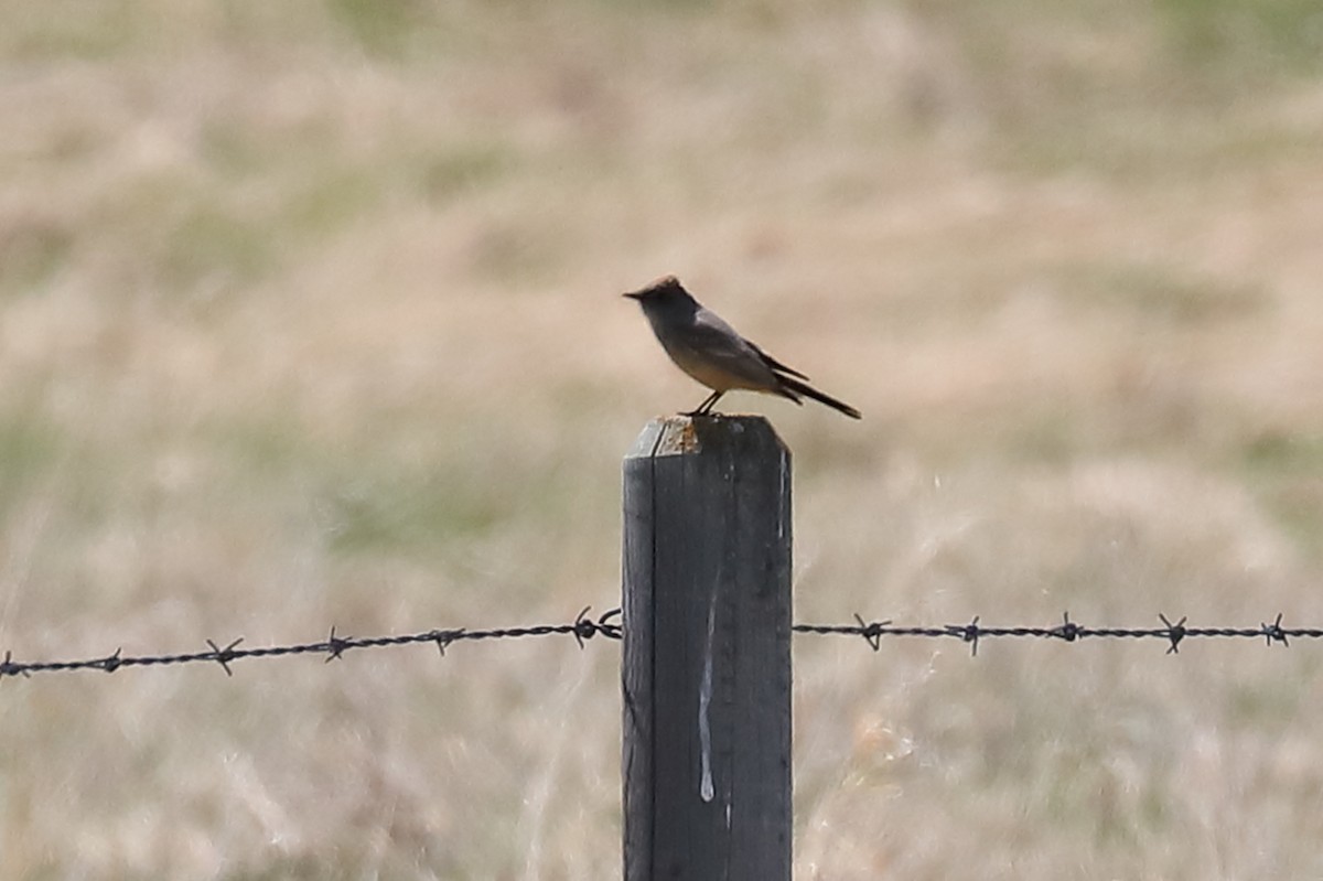 Say's Phoebe - ML572826471