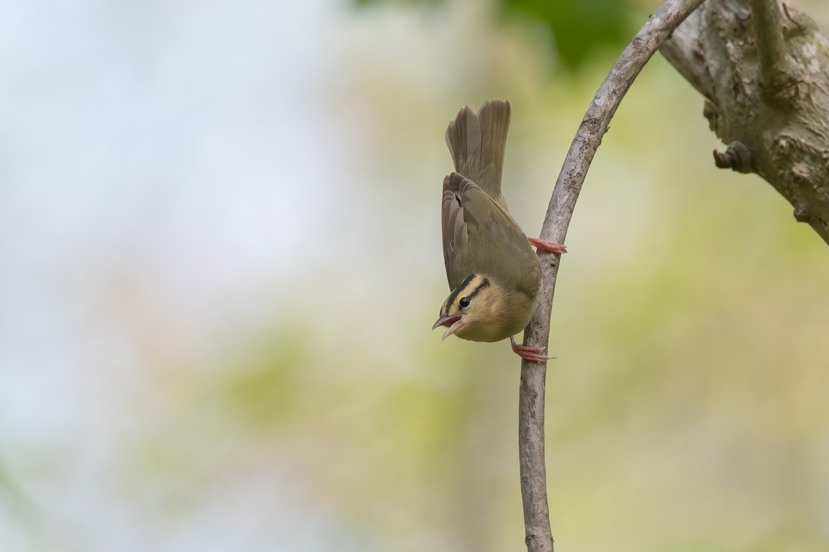 Worm-eating Warbler - ML572826911