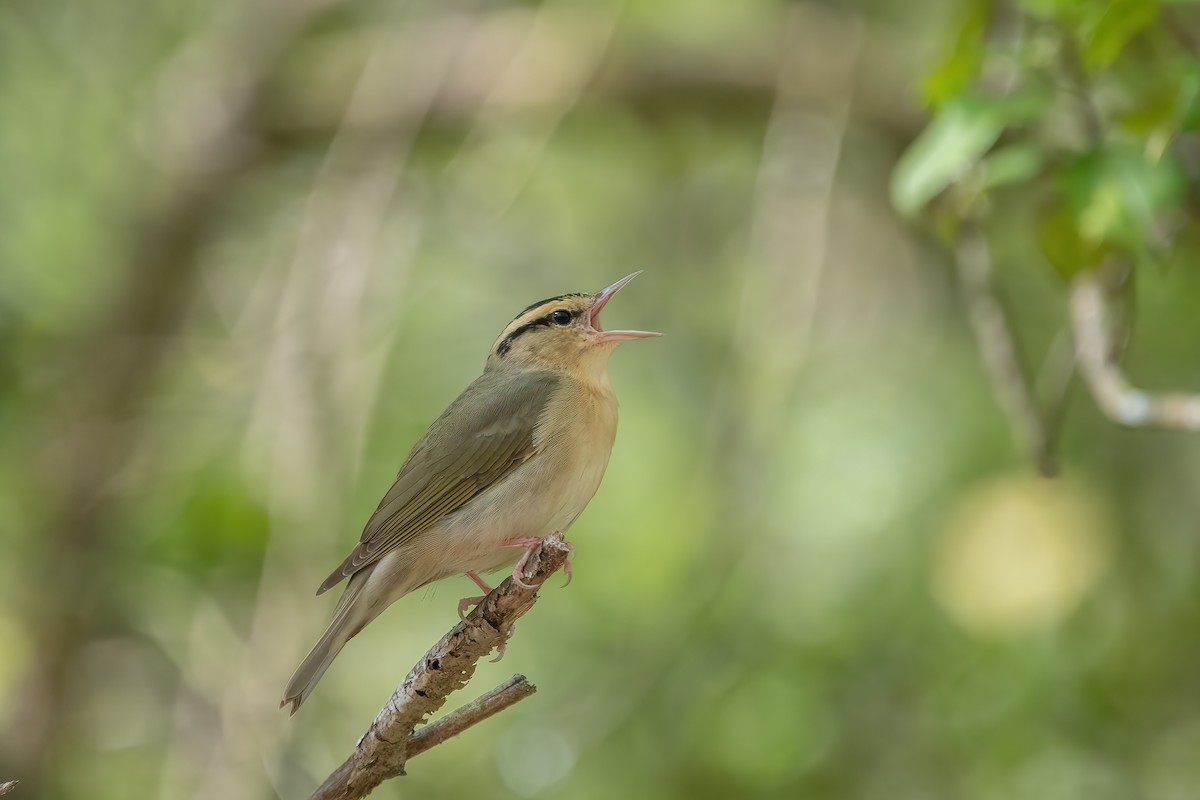 Worm-eating Warbler - ML572826941