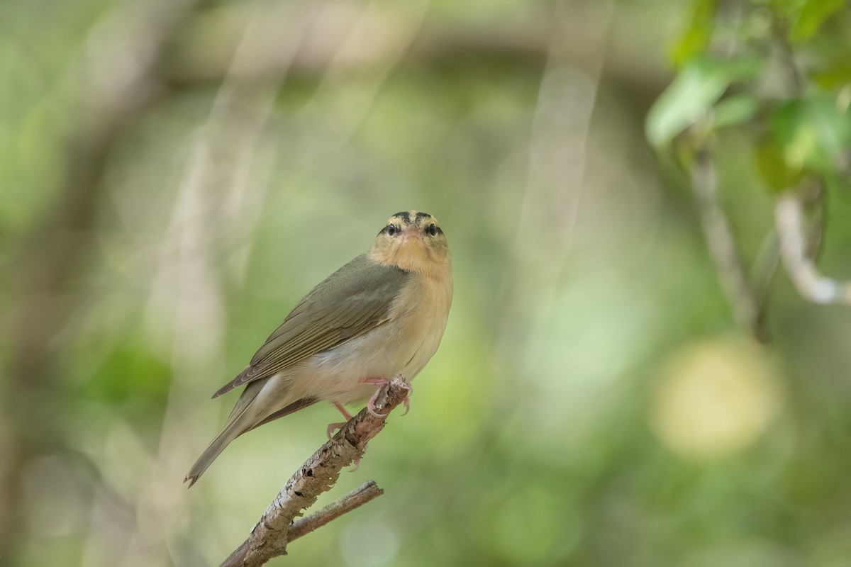 Worm-eating Warbler - ML572826951