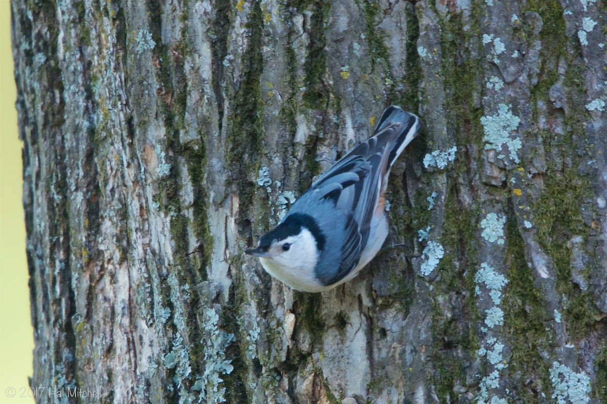 Sittelle à poitrine blanche - ML57282701