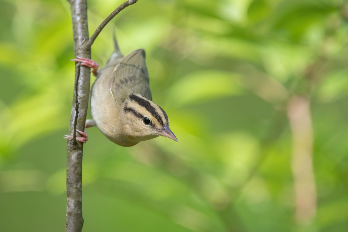 Worm-eating Warbler - ML572827071