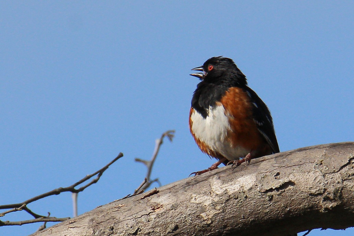 Spotted Towhee - ML572827321