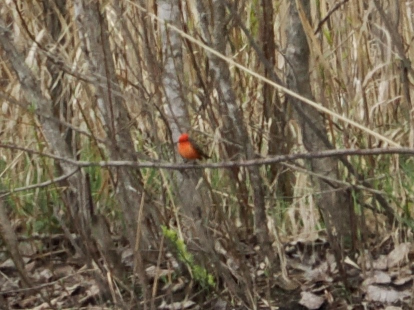 Vermilion Flycatcher - Lorri W