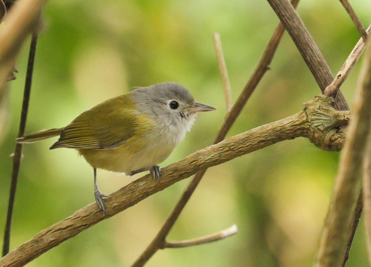 Lesser Greenlet - Scott Watson