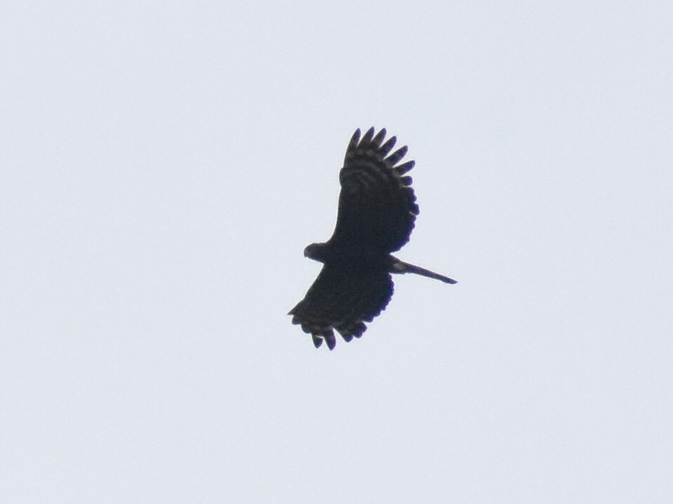 Чёрный хохлатый орёл - ML572829381