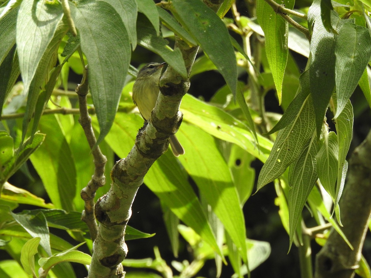 Southern Beardless-Tyrannulet - ML572829801