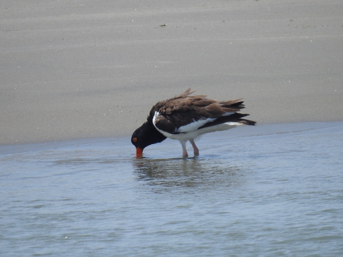 American Oystercatcher - ML572829911