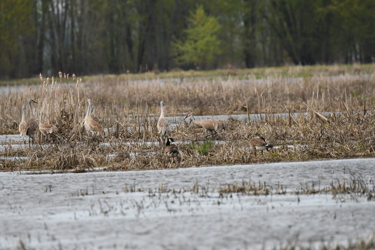 Sandhill Crane - ML572829941