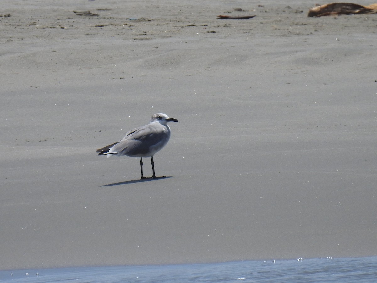 Laughing Gull - ML572830011