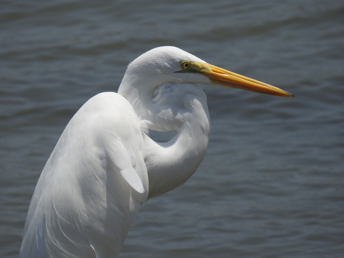 Great Egret - ML572830281