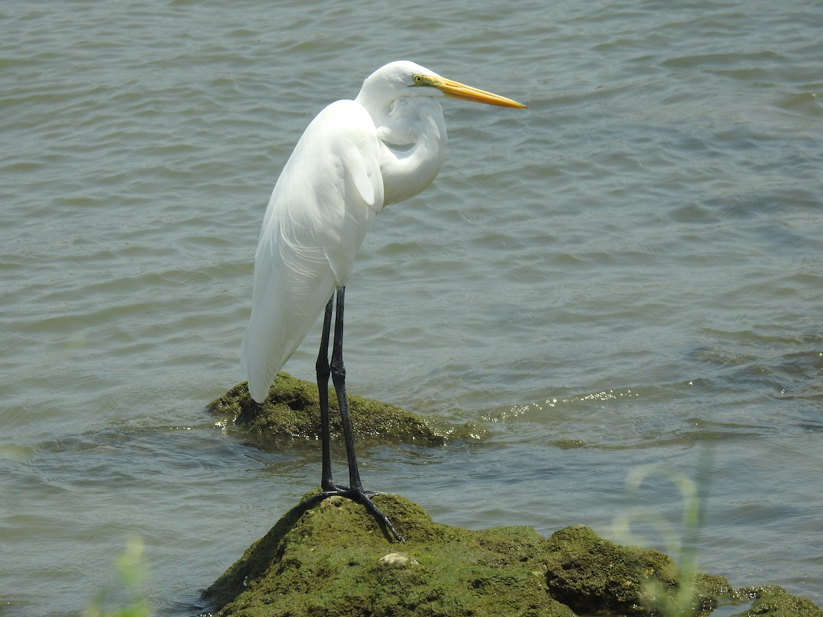 Grande Aigrette - ML572830301