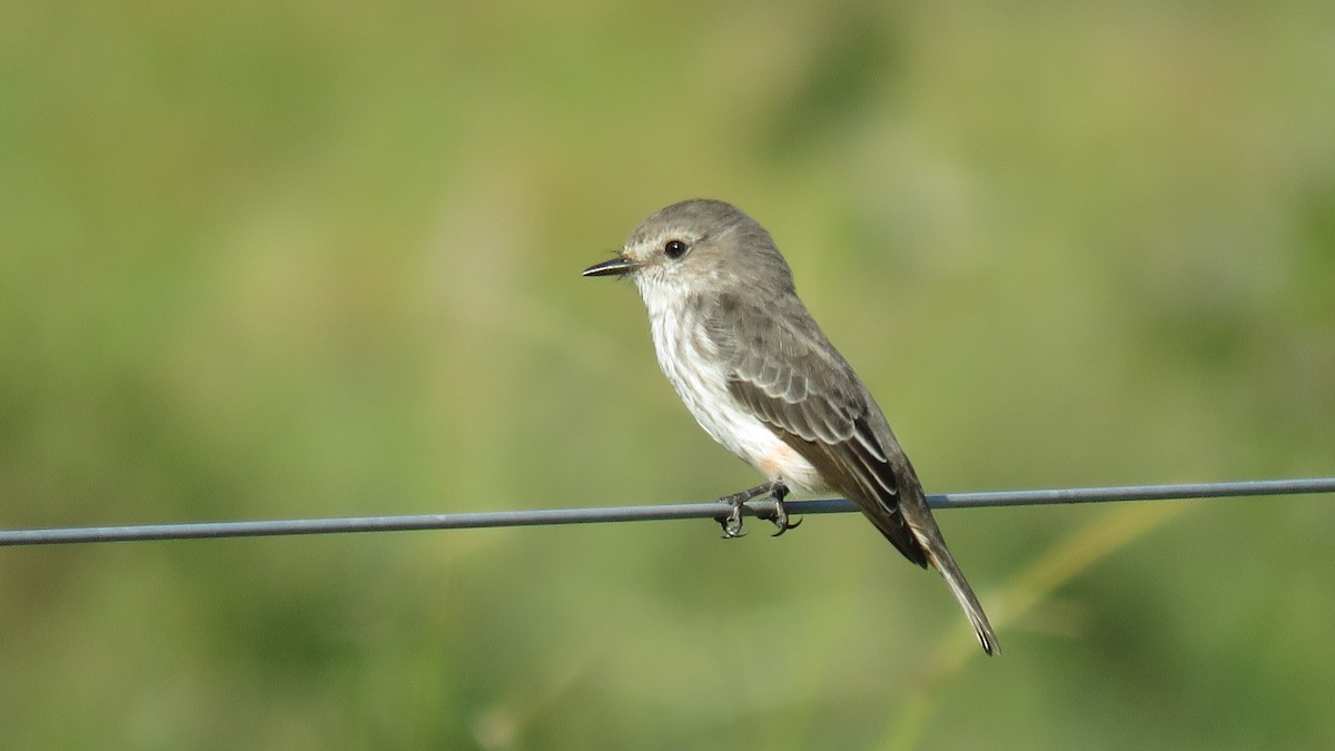 Vermilion Flycatcher - Patricio Cowper Coles