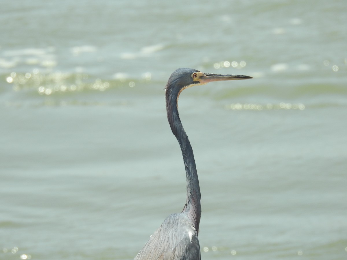 Tricolored Heron - ML572830791