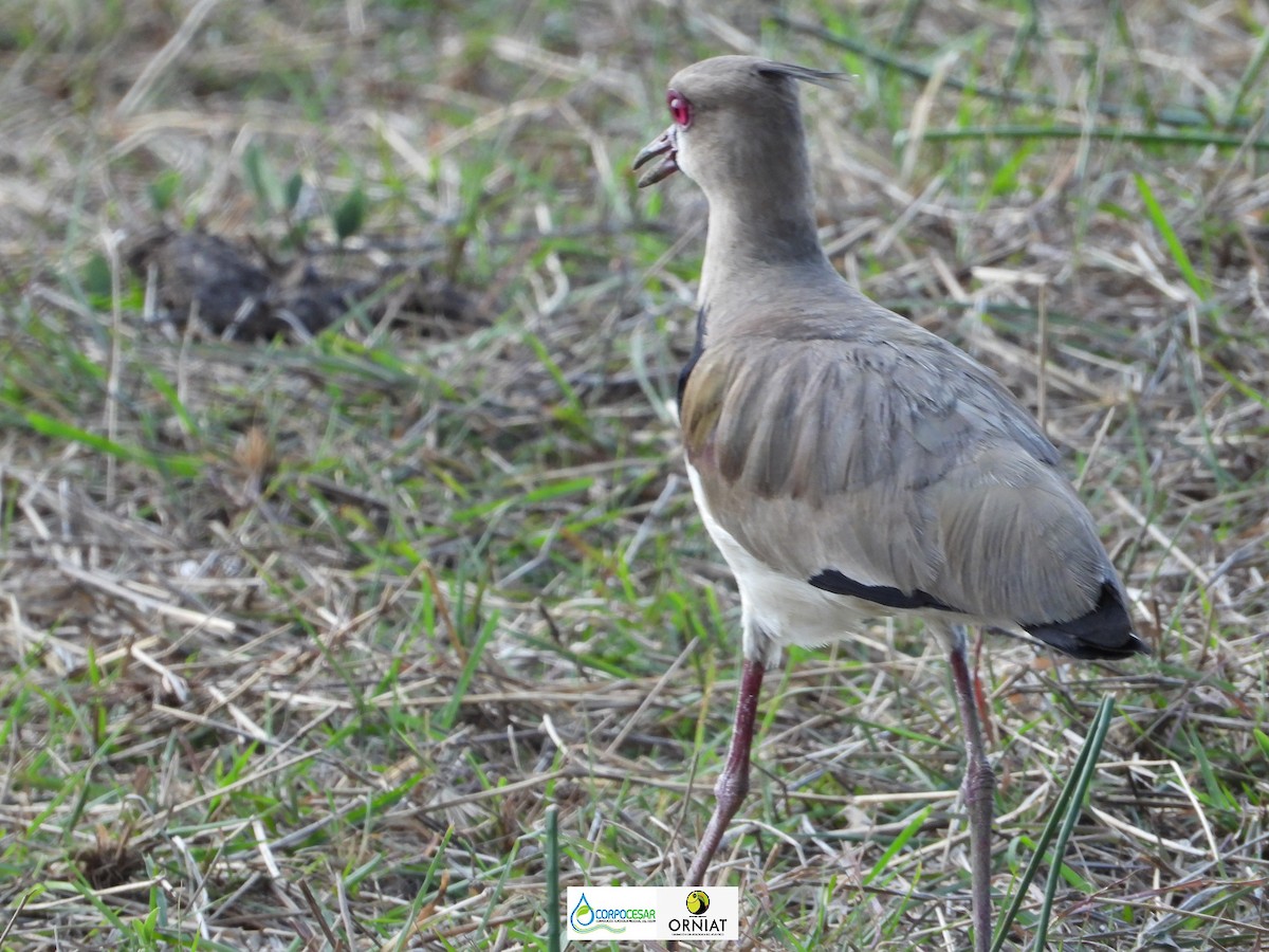 Southern Lapwing - Pablo Cesar Lagares Ortega