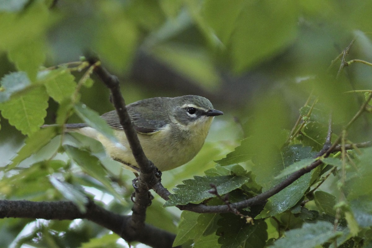 Black-throated Blue Warbler - ML572830841