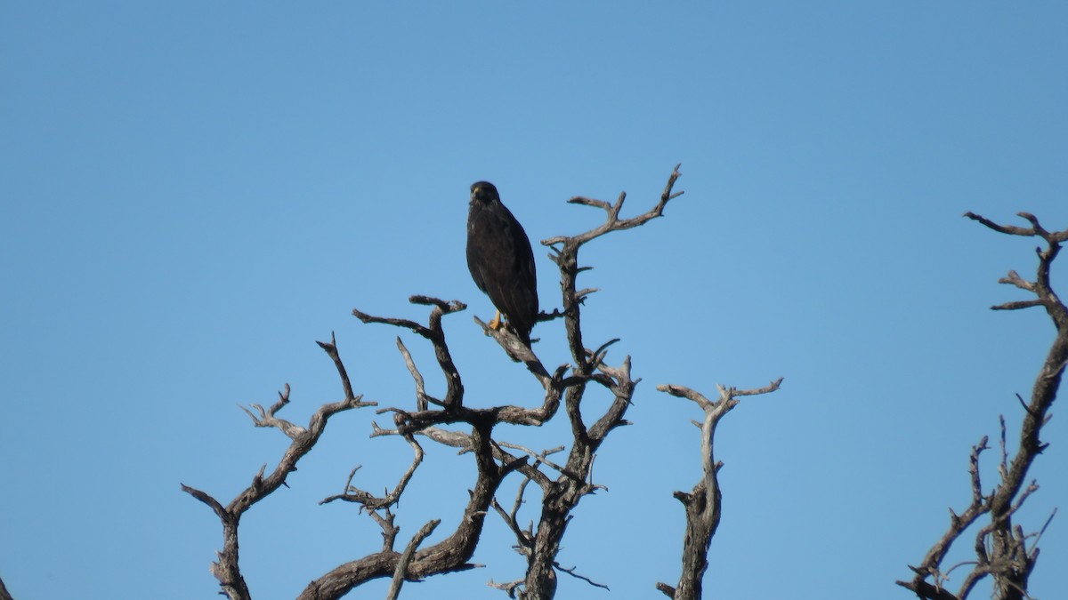 Great Black Hawk - ML572830911