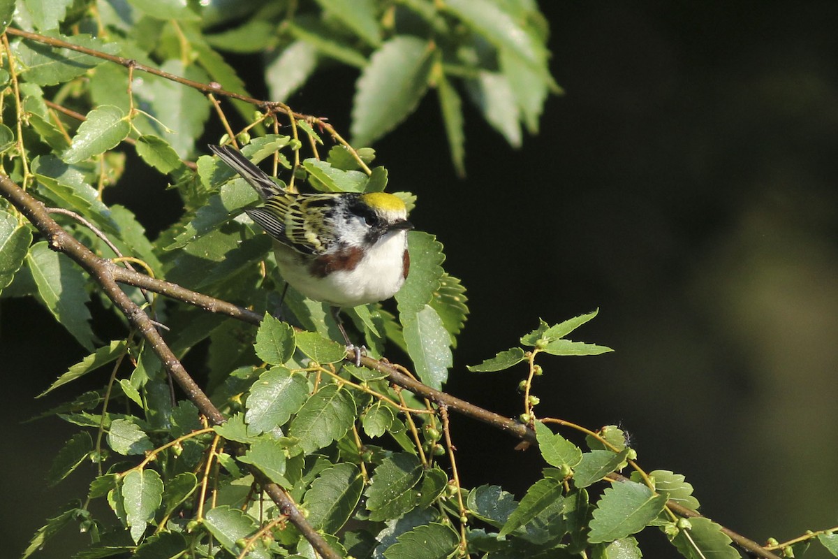 Chestnut-sided Warbler - ML572831341