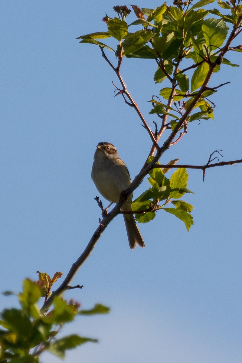 Clay-colored Sparrow - ML572831521