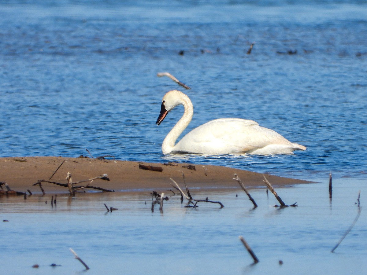 Tundra Swan - ML572831551