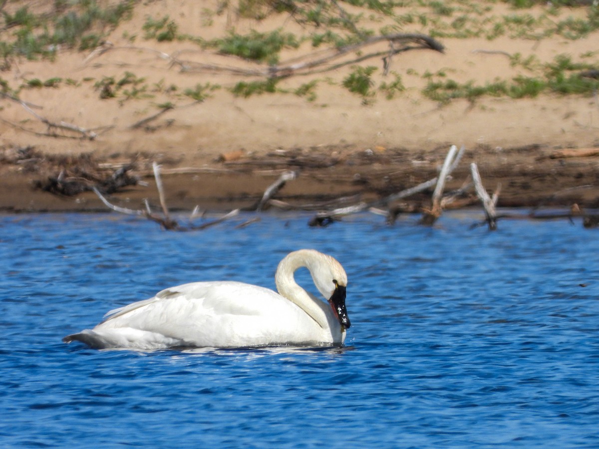 Tundra Swan - ML572832071