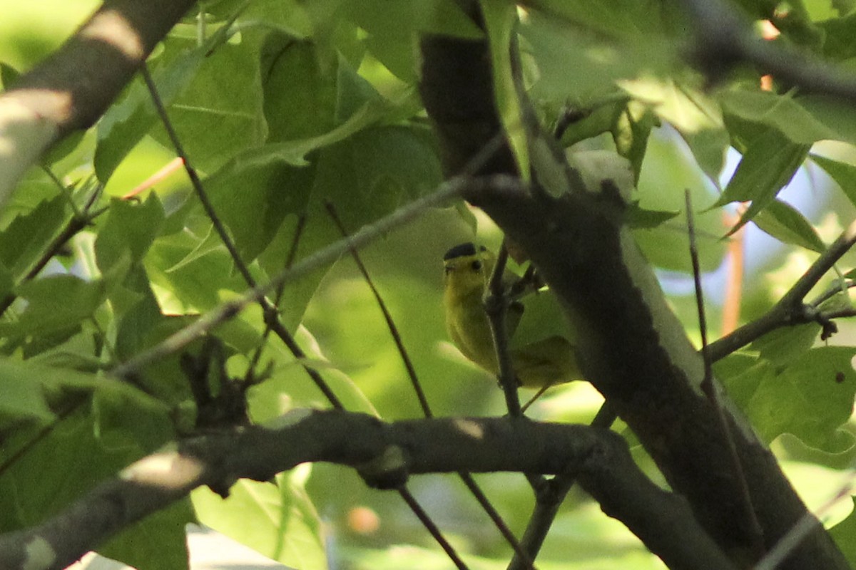 Wilson's Warbler - ML572832081