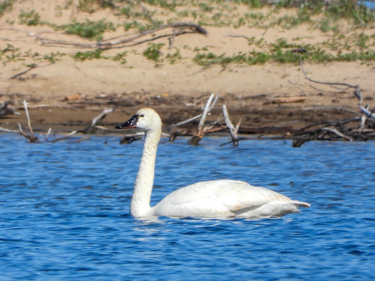 Tundra Swan - ML572832221