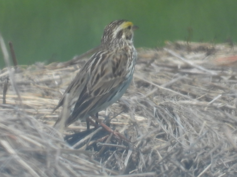 Savannah Sparrow - ML572832251