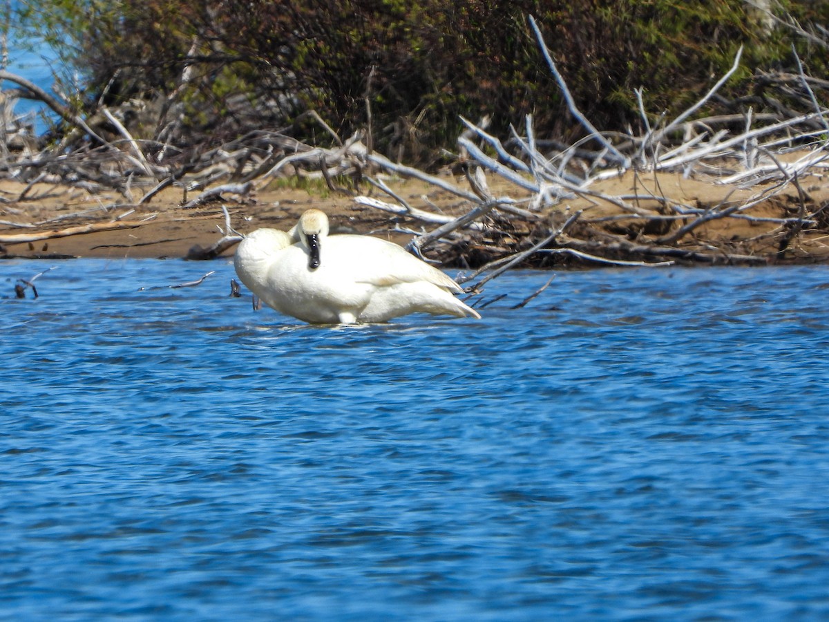 Tundra Swan - ML572832281