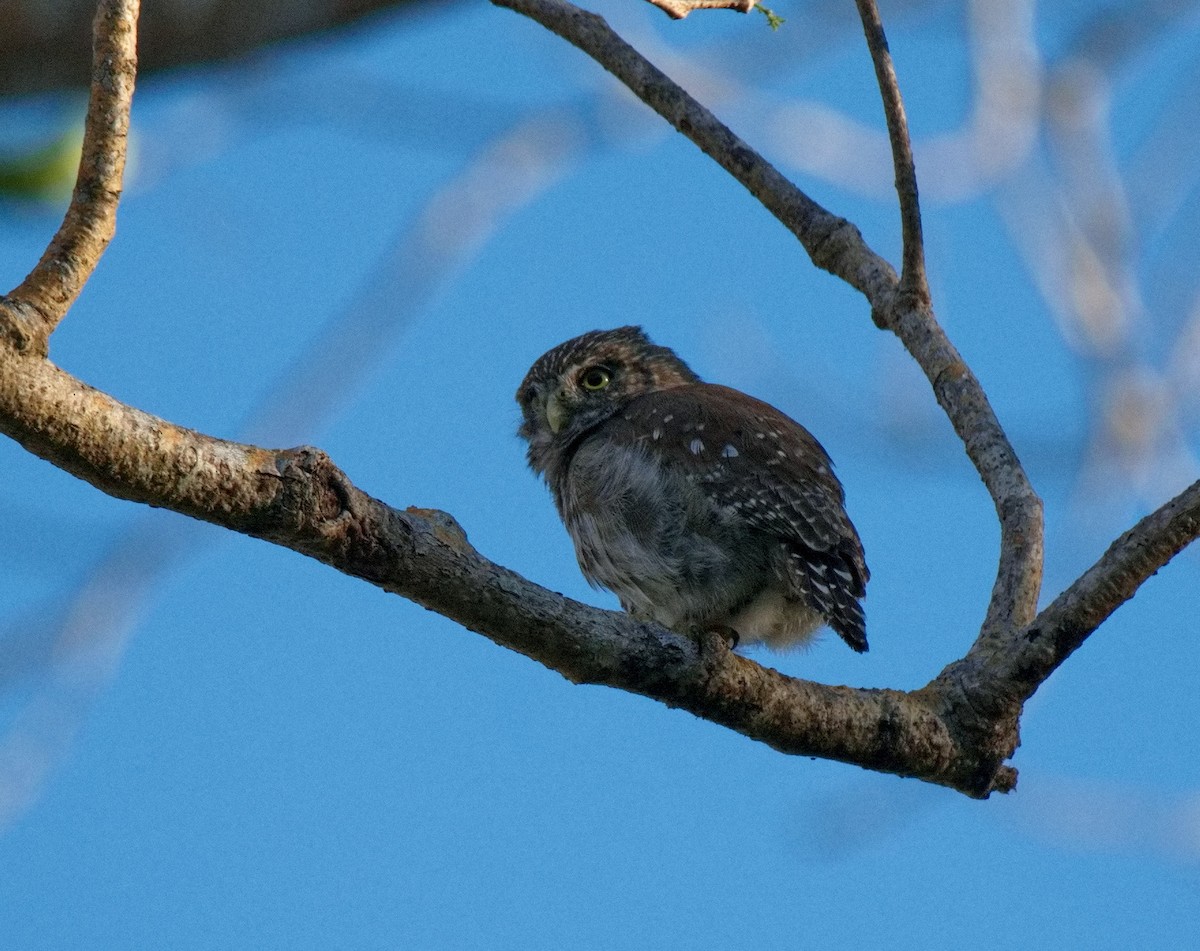 Ferruginous Pygmy-Owl - ML572833111