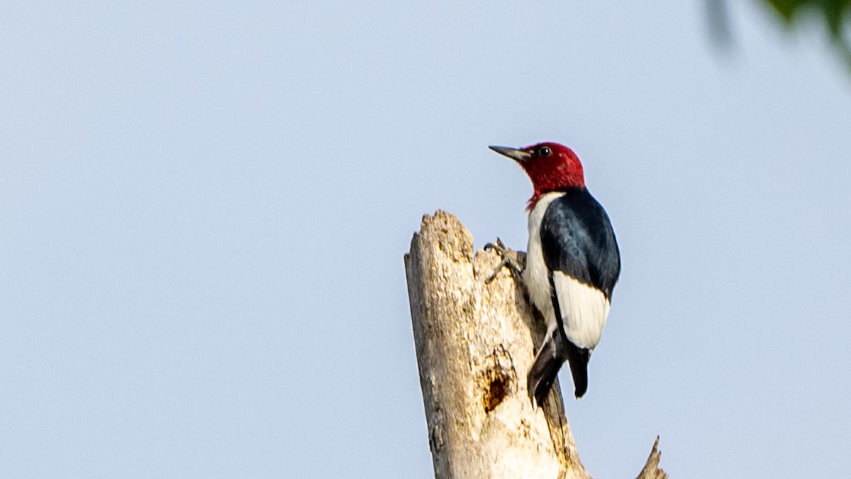 Red-headed Woodpecker - ML572833141