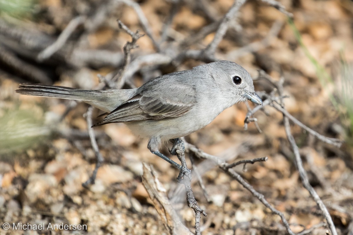 Gray Vireo - Mike Andersen