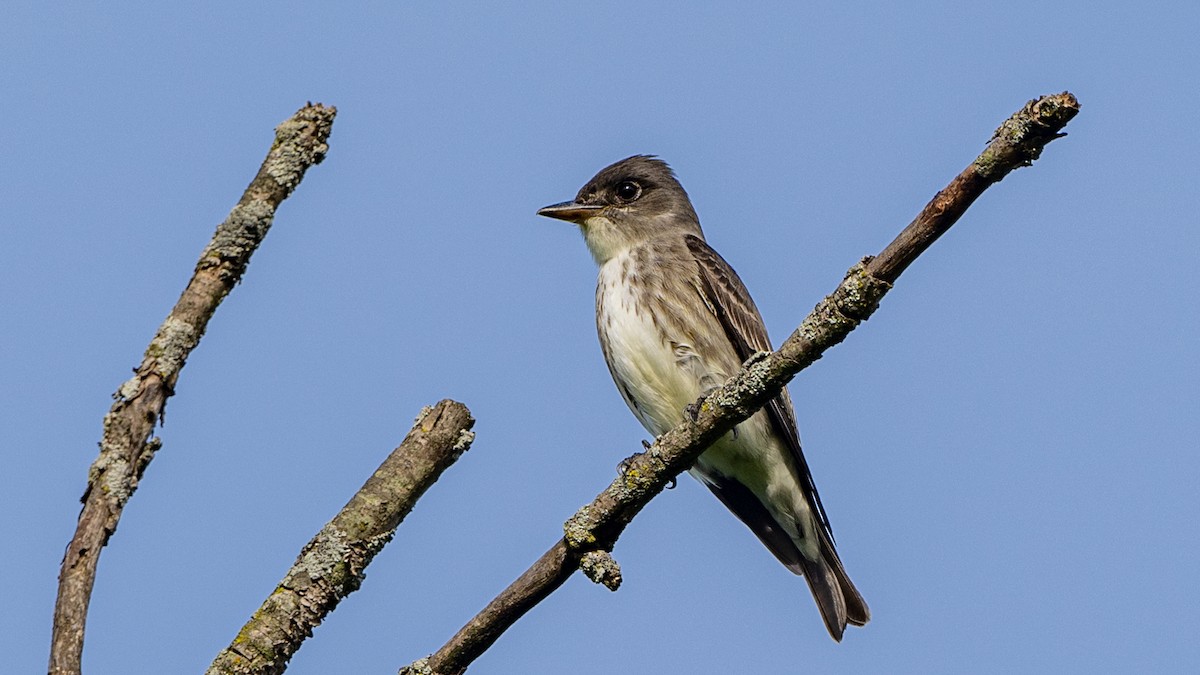 Olive-sided Flycatcher - Paul Clifford