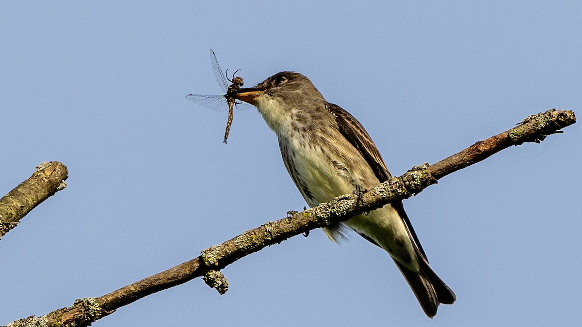 Olive-sided Flycatcher - Paul Clifford