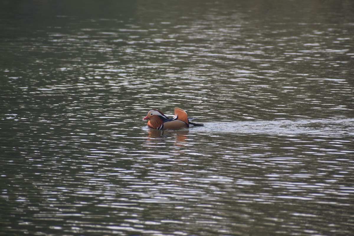 Mandarin Duck - ML572834471