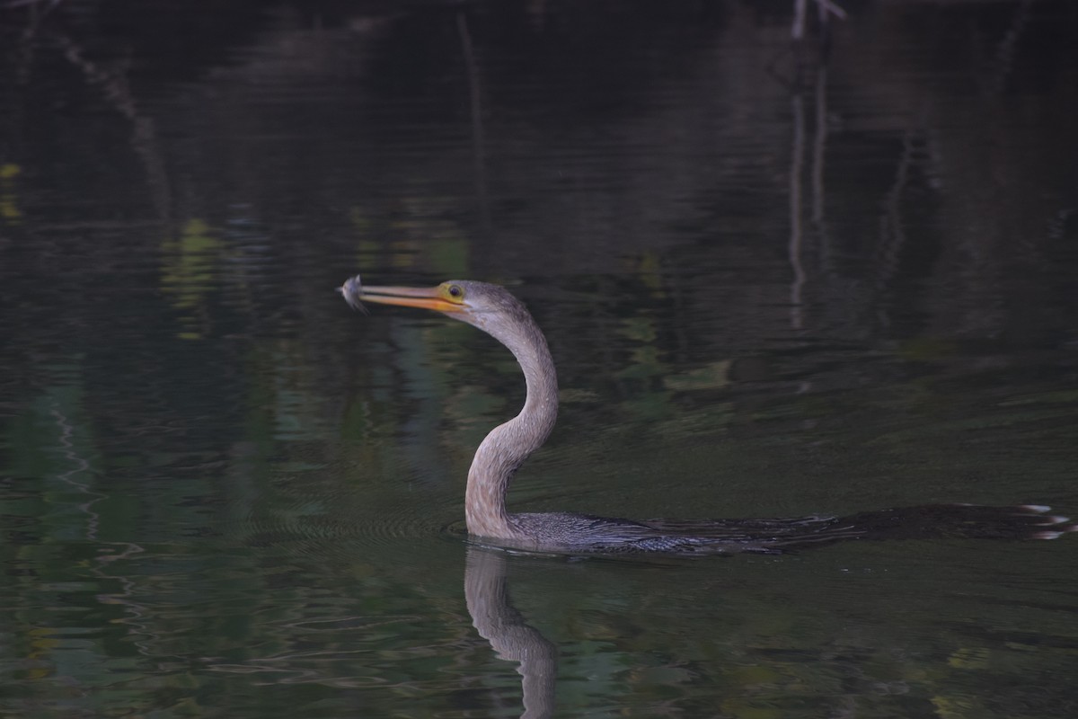 Amerika-Schlangenhalsvogel - ML572835281