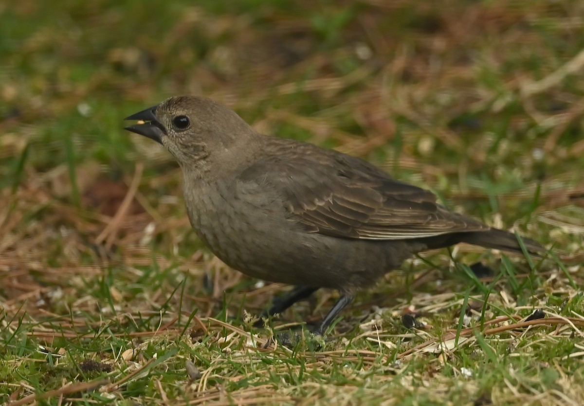 Brown-headed Cowbird - ML572835351